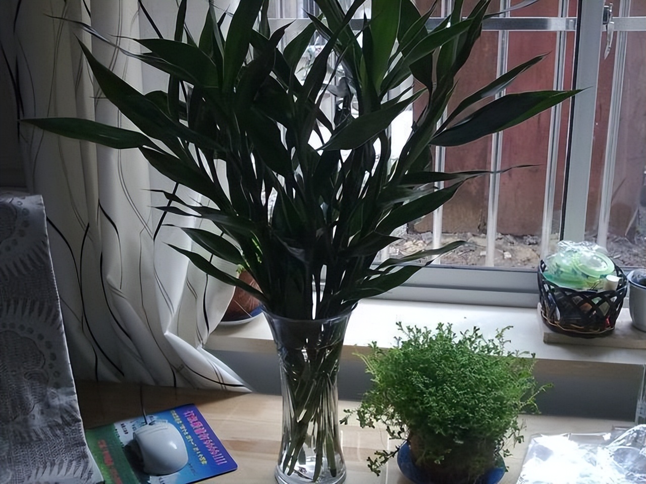 富贵竹水发臭黄叶杆干瘪,水培富贵竹水浑浊怎么办