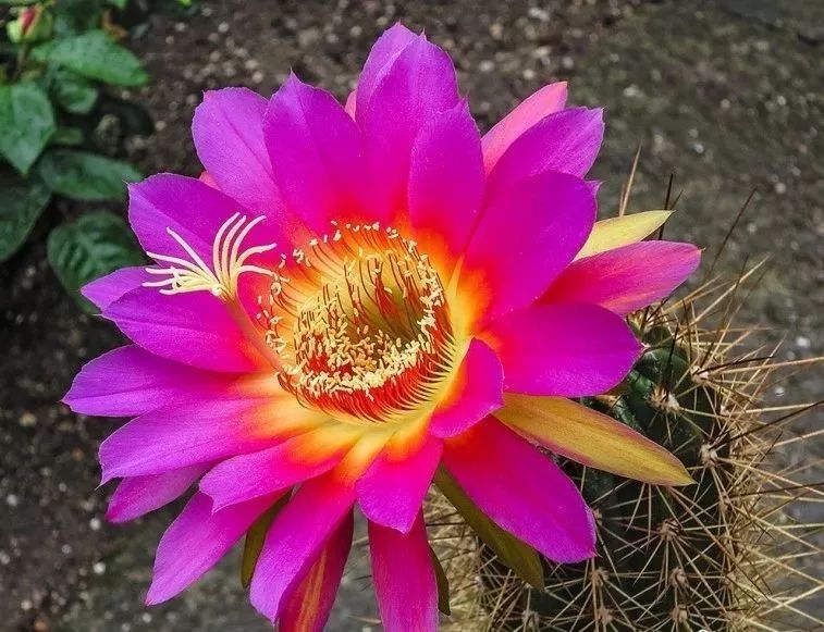 200种·仙人球开花图鉴，大开眼界，美到爆