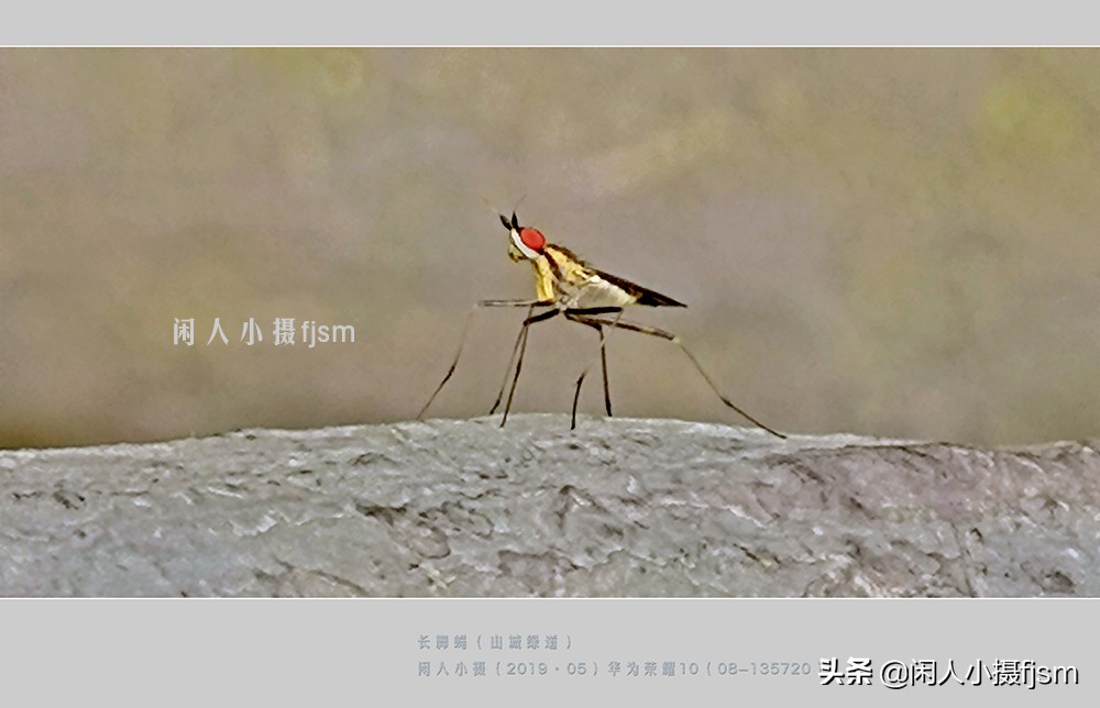 近距离拍摄昆虫小动物,常见昆虫微距摄影活动