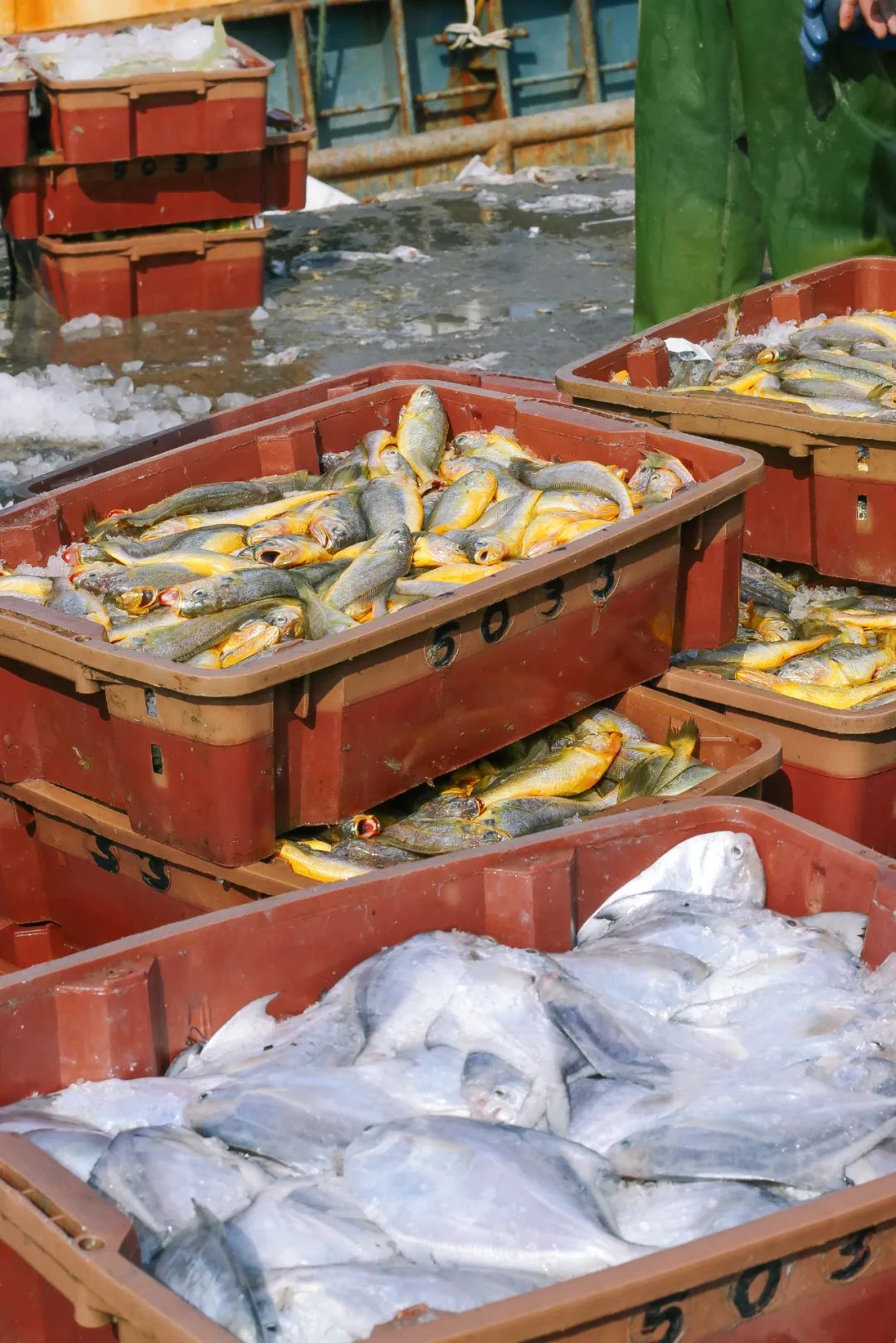 榛勫矏缇庨娴烽矞,绂忓缓杩炴睙榛勫矏娴烽矞缇庨