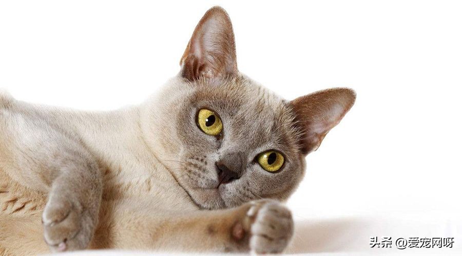 猫咪品种大全及图片,猫咪品种大全视频