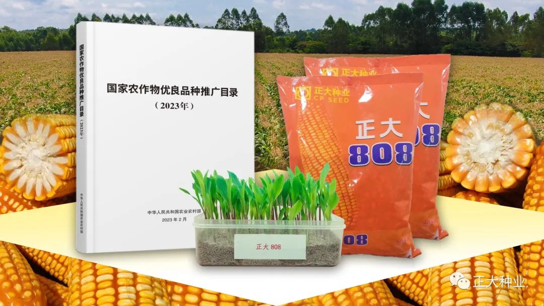 正大808玉米种子怎么样,正大808玉米和迪卡008哪个高产