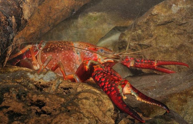 夏天小龙虾到底能不能吃,小龙虾烧烤的危害