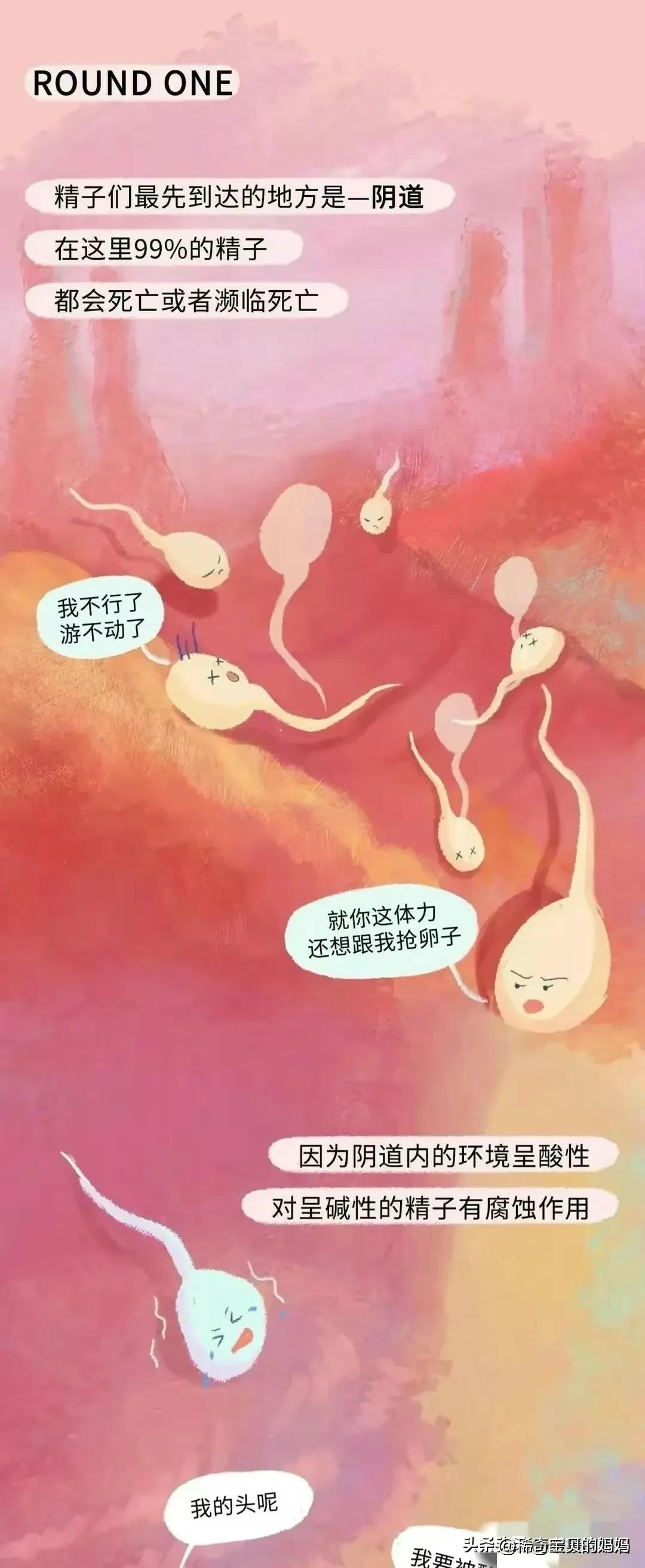 小蝌蚪漫画,科普知识小蝌蚪怎么成长为青蛙