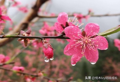 历尽千帆后的平静与淡泊——小学必背古诗王维《田园乐》详解