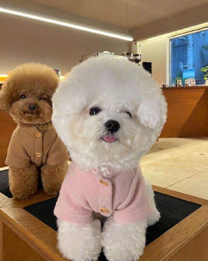 养狗新手推荐什么狗便宜,买什么狗最好养又便宜