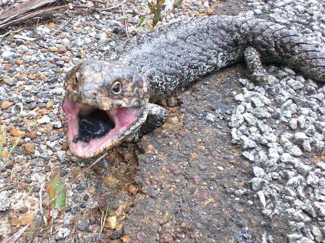 全身每个部位都没有肉,全身上下什么都没有就是肚皮疼