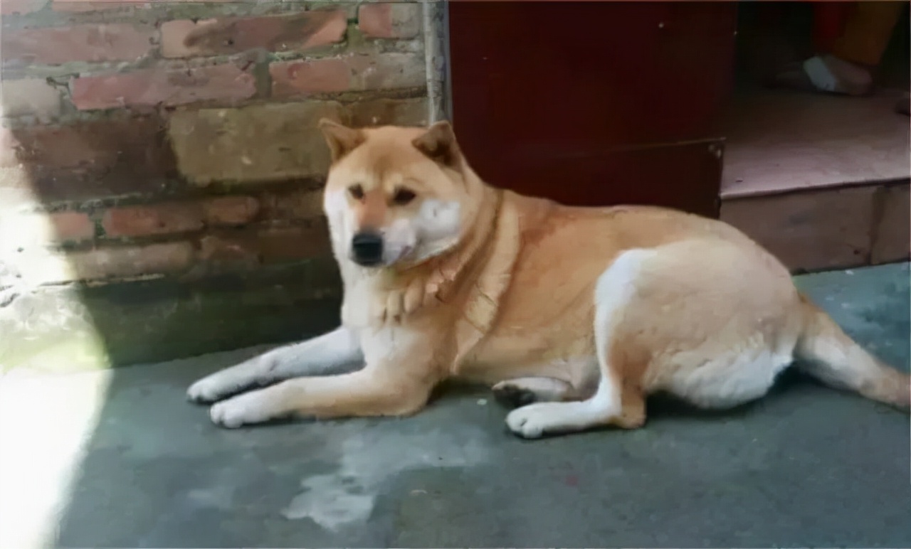 家里有狗就会一直打喷嚏是过敏吗,对狗吹了一口气狗一直打喷嚏