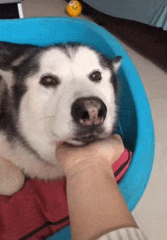 养狗多年才知道狗狗跟你玩,养狗的整天被狗舔有危险吗