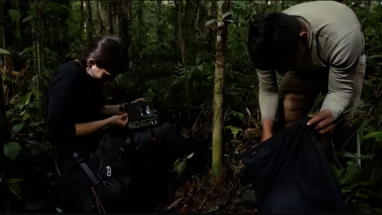 如果你突然被蛇吞下，能否划开蛇肚出逃？科学家作死实验走进蛇窝