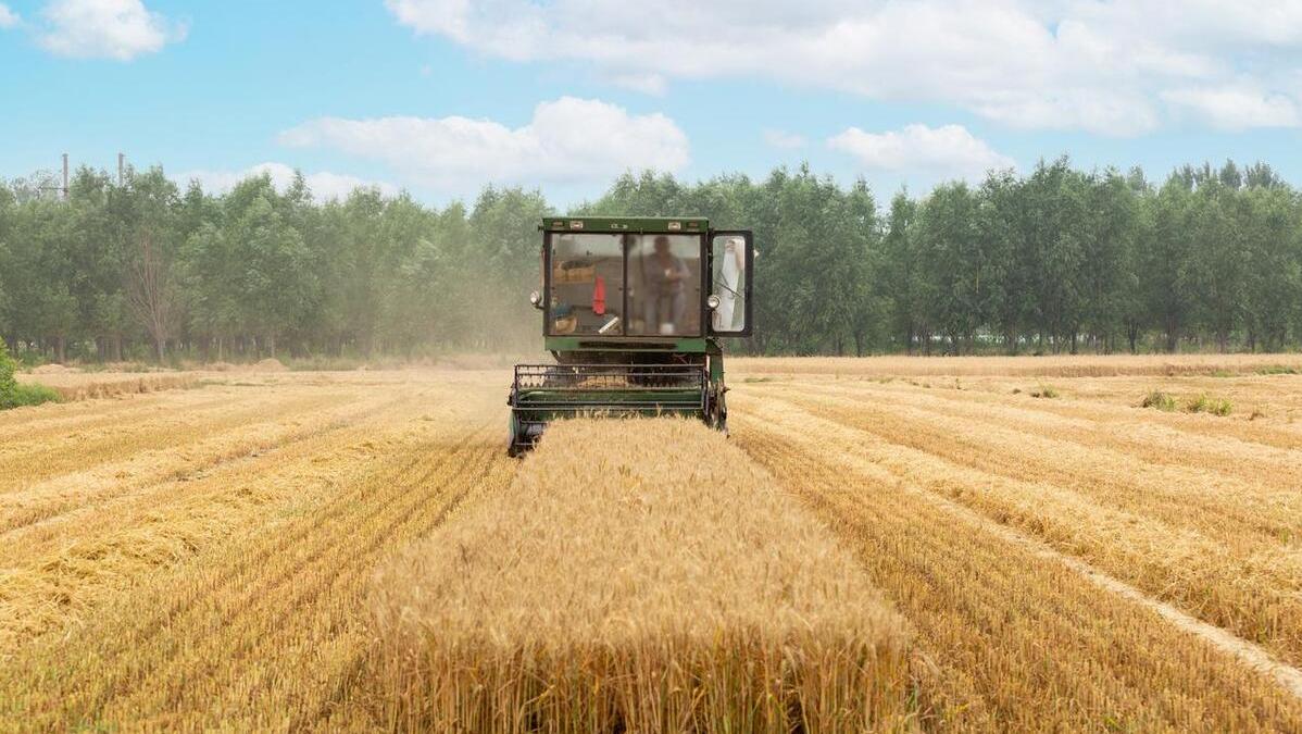 欧洲小麦需要大量进口的原因,中国进口美国小麦最新消息