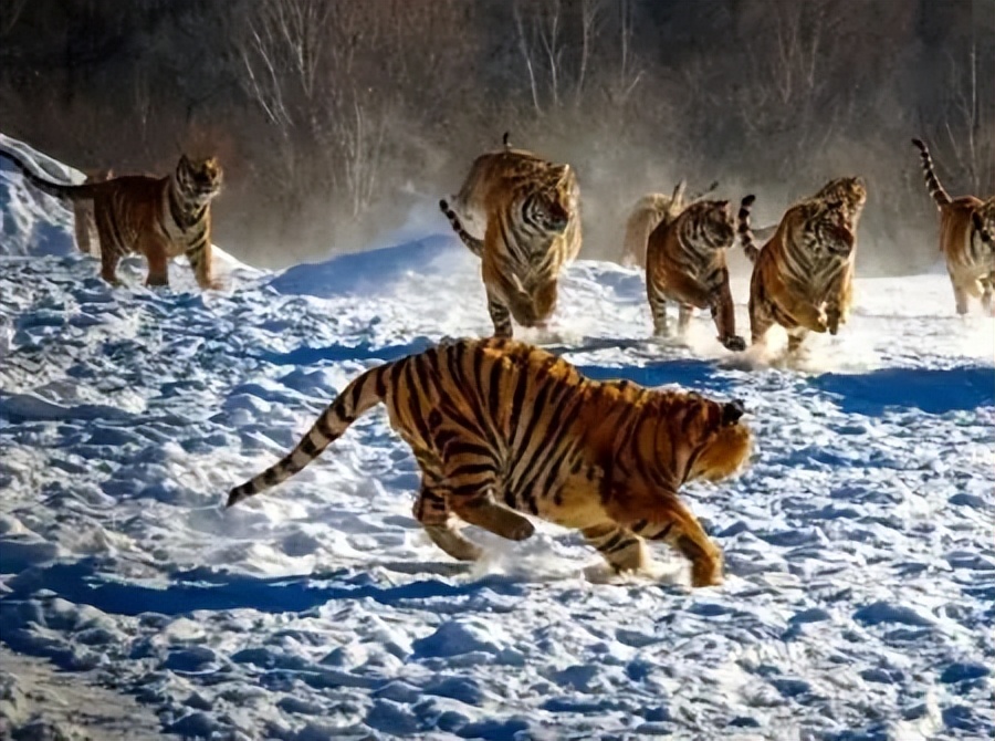 东北虎完达山一号咬死人了吗,完达山一号东北虎多少重