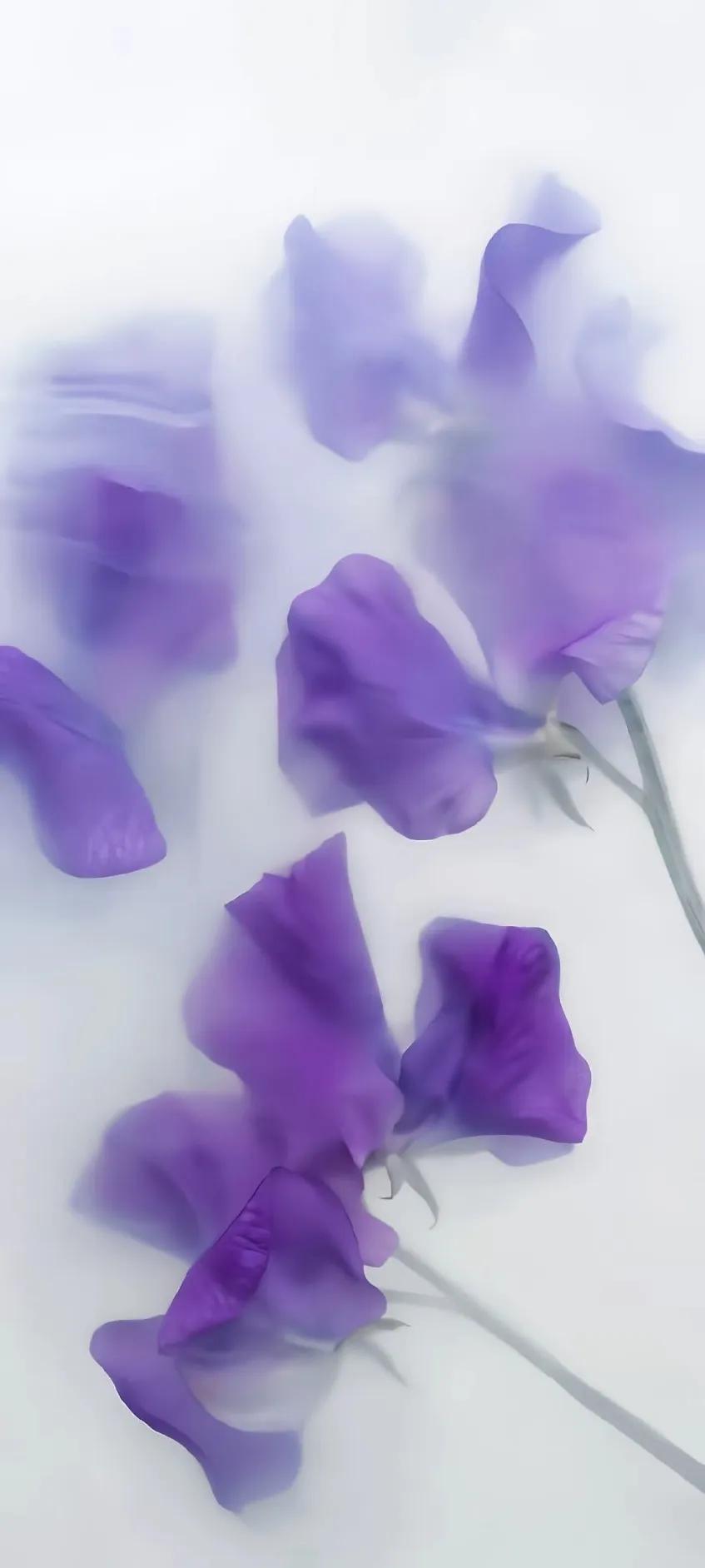 紫色异域风情古风,情调紫色