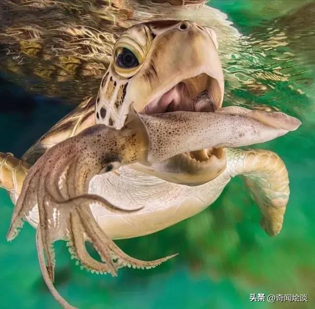 凶残的动物捕猎现场,盘点动物捕猎瞬间的迷惑行为