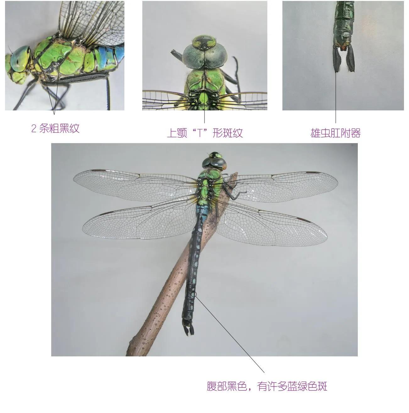 32种昆虫简介思维导图,32种食用植物