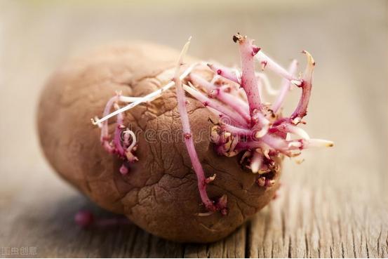 小苏打加醋可以防止土豆发芽吗,小苏打储存土豆的方法