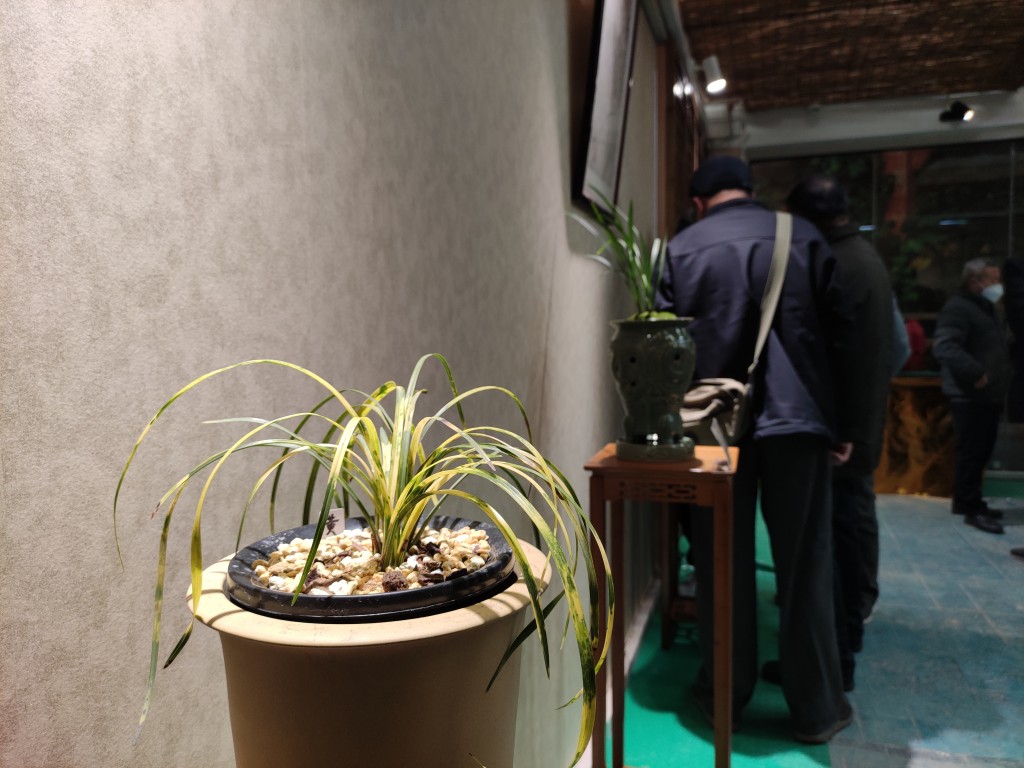 “金陵兰汇”兰花馆于江宁湖东29盛大开业,香飘四溢