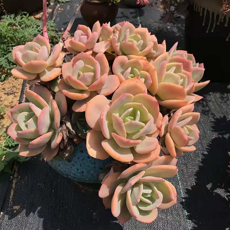 南方最好养的多肉法师品种,适合南方养的多肉有哪些