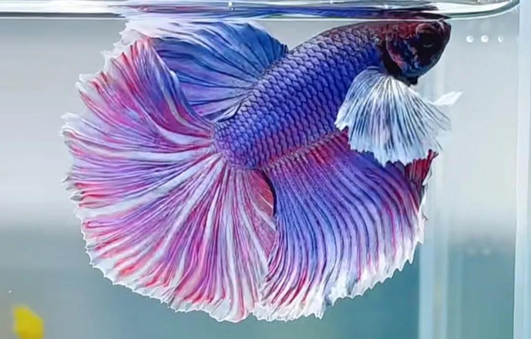 泰国斗鱼vs泰国斗鱼,泰国斗鱼和中国斗鱼为什么不一样