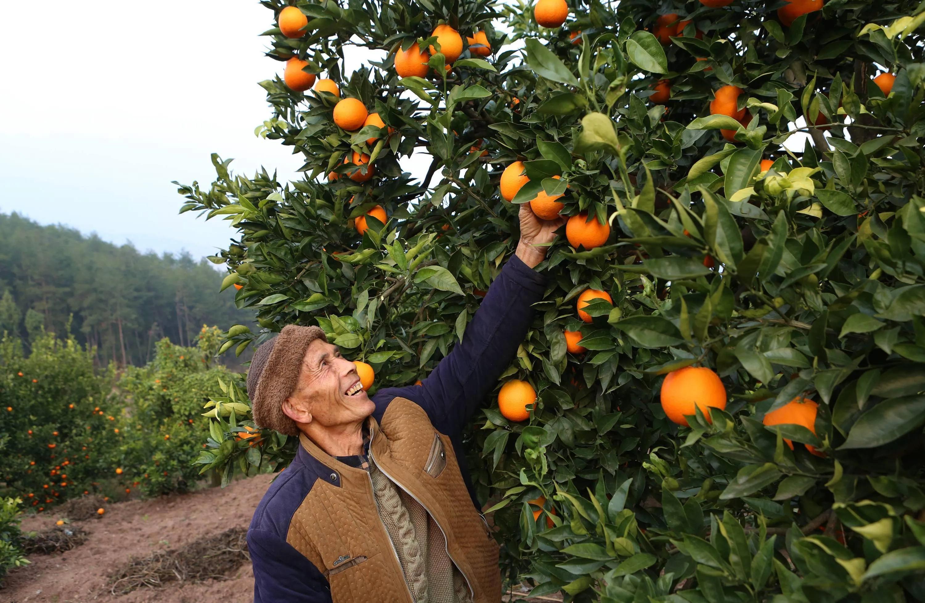 为什么现在水果越来越贵了,根本不是普通工薪阶层能买得起的