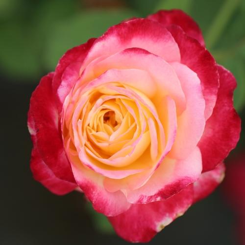 香水月季10款推荐,香水月季花品种大全图片