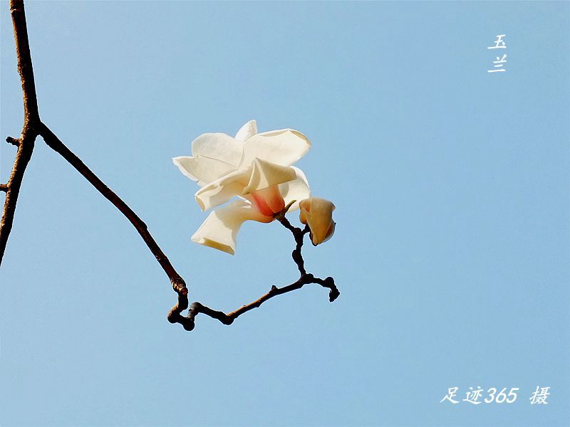 又见玉兰、杏花不一样的拍法