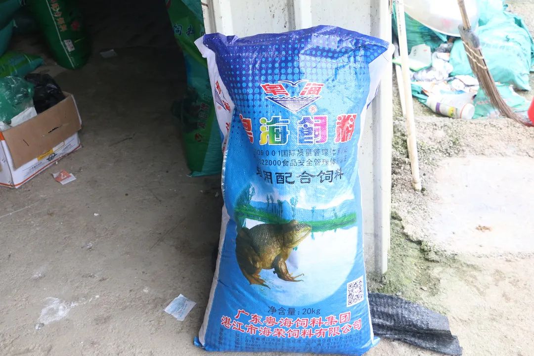 拥有多年的牛蛙养殖技术经验,致富经之牛蛙养殖