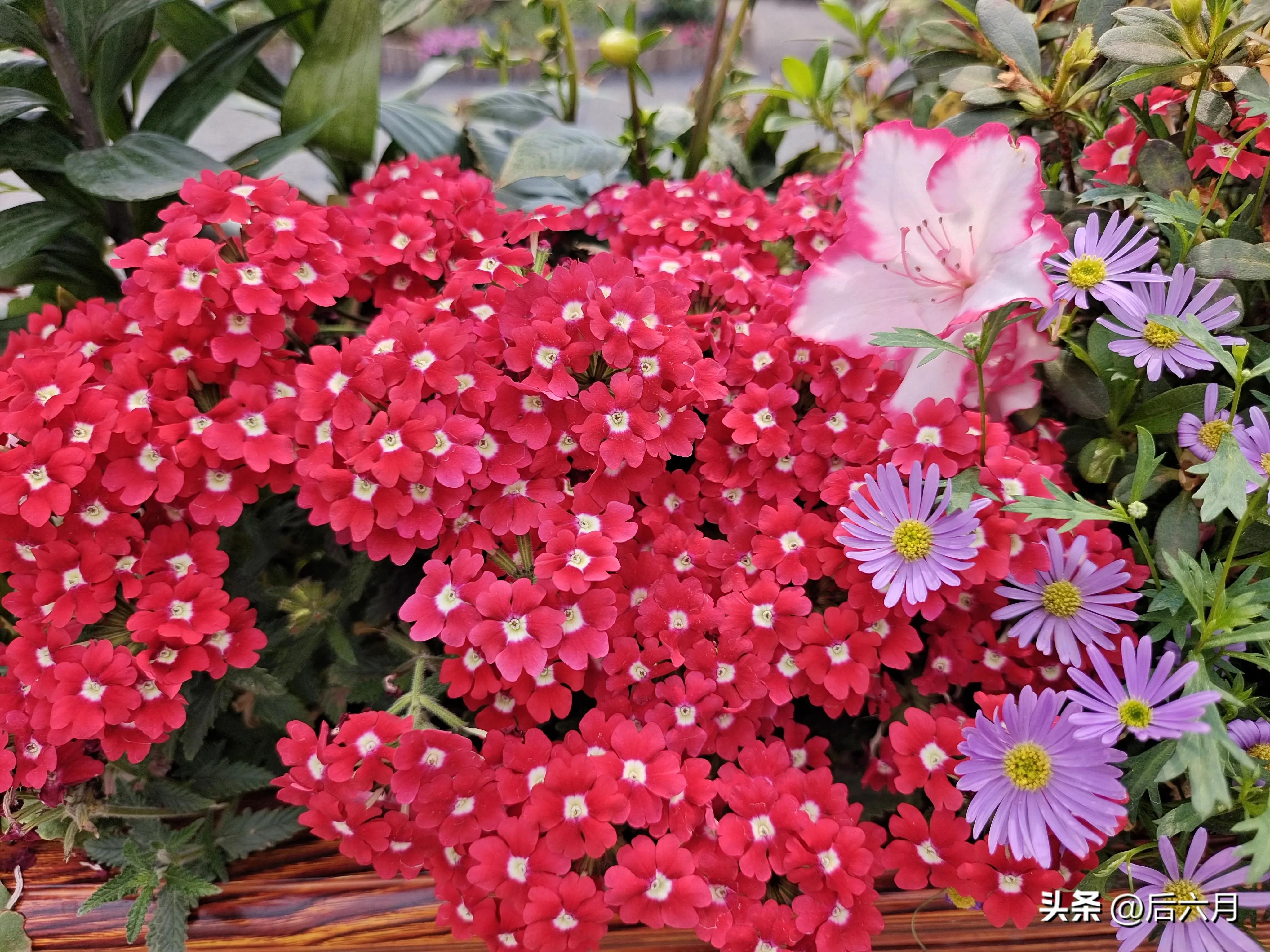 途游西海岸l无比方花园，杨家山里新添网红打卡地