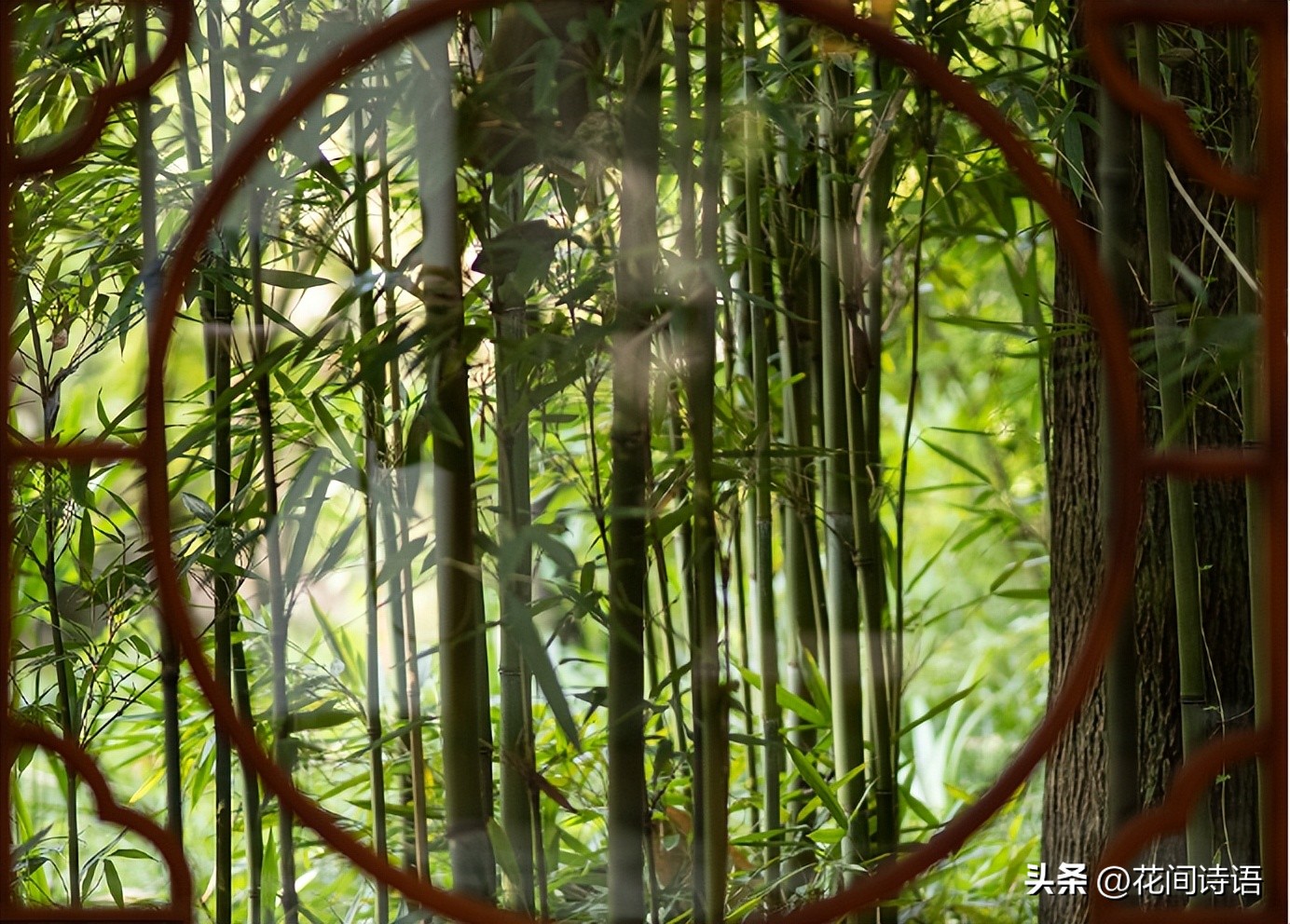 “生如夏花之绚烂”,藏在诗词里的夏日,邀您邂逅一场鲜花盛宴!