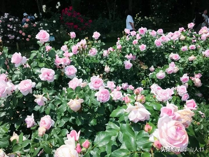 20cm大花重瓣月季品种,黄颜色大花月季是什么品种