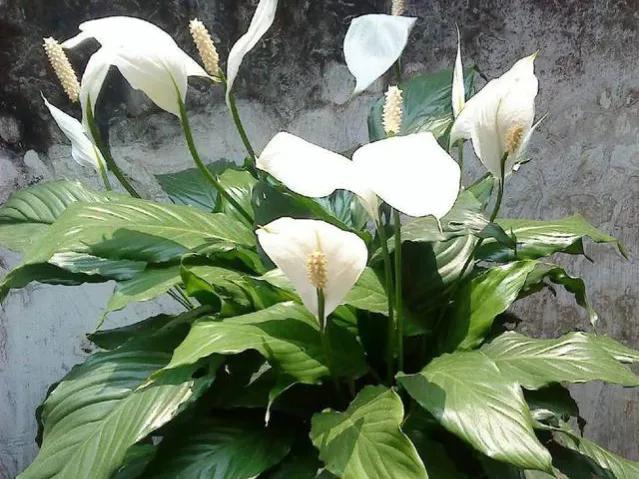 吸甲醛净化空气室内适合植物排名,吸甲醛空气净化器绿植