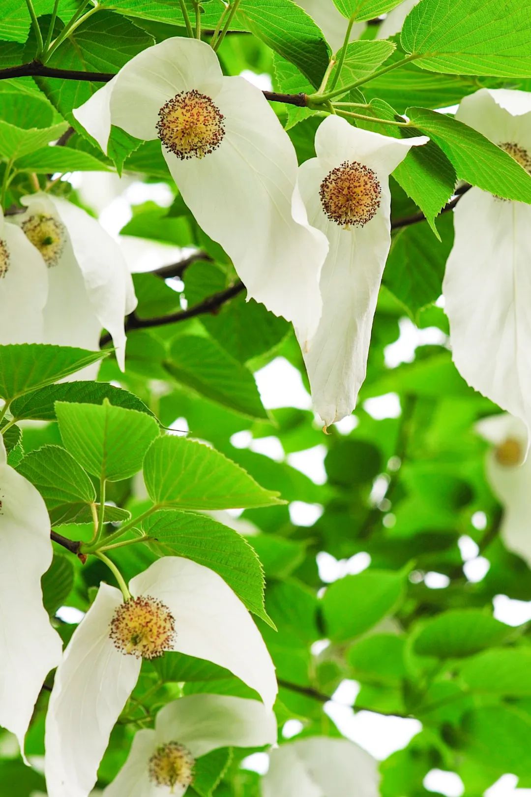 绿色狂想曲,绿色狂想曲三年级