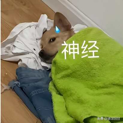 “这种招待在韩国算好的了真是可惜了这碗面”这评论给我笑发财了