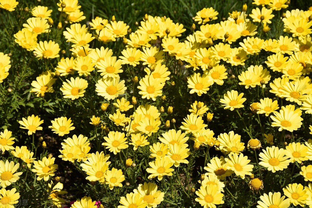 菊的飞花令经典1000首,飞花令秋1000首必背诗词