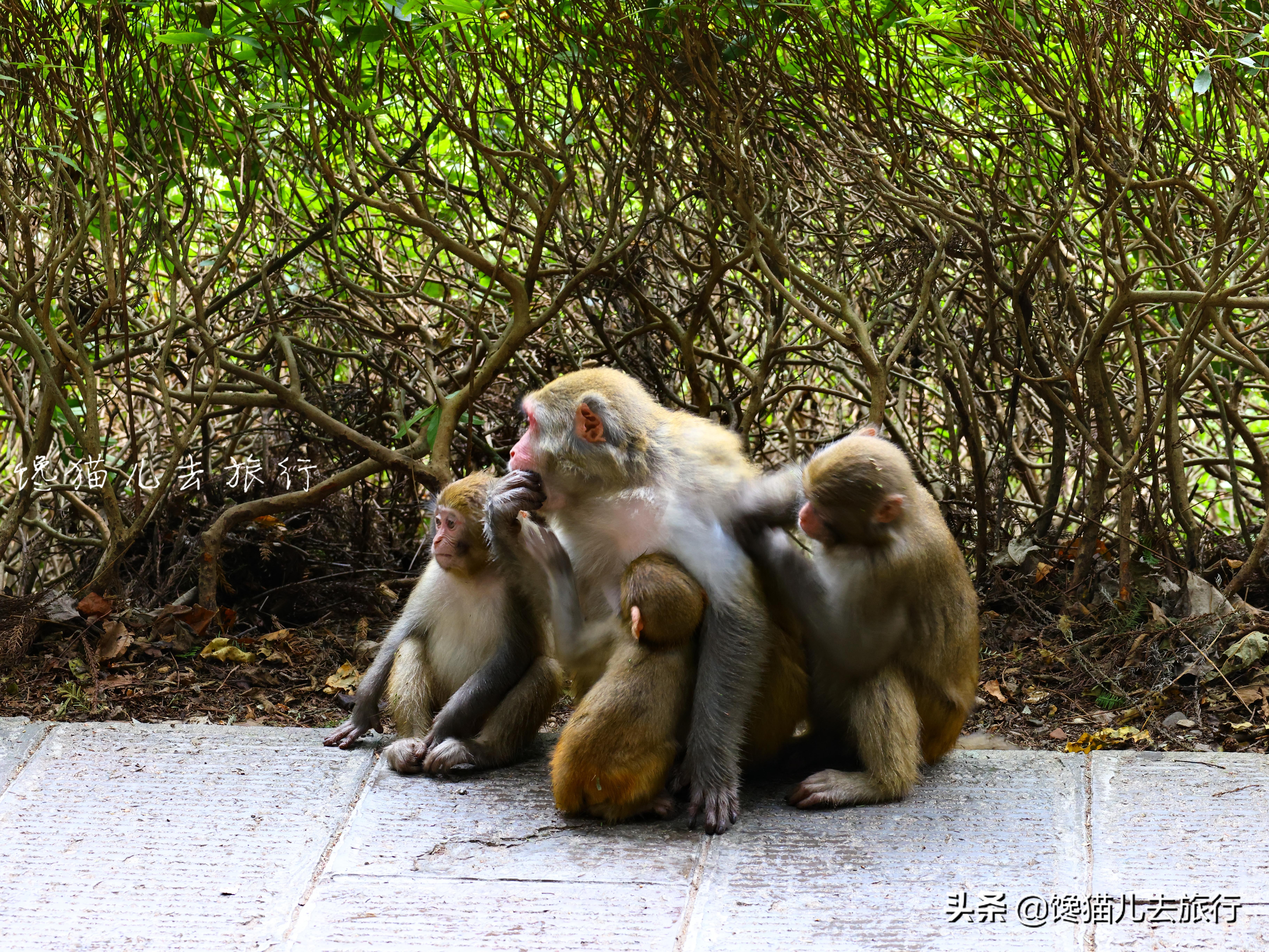 去张家界有什么忌讳,去张家界要注意什么安全