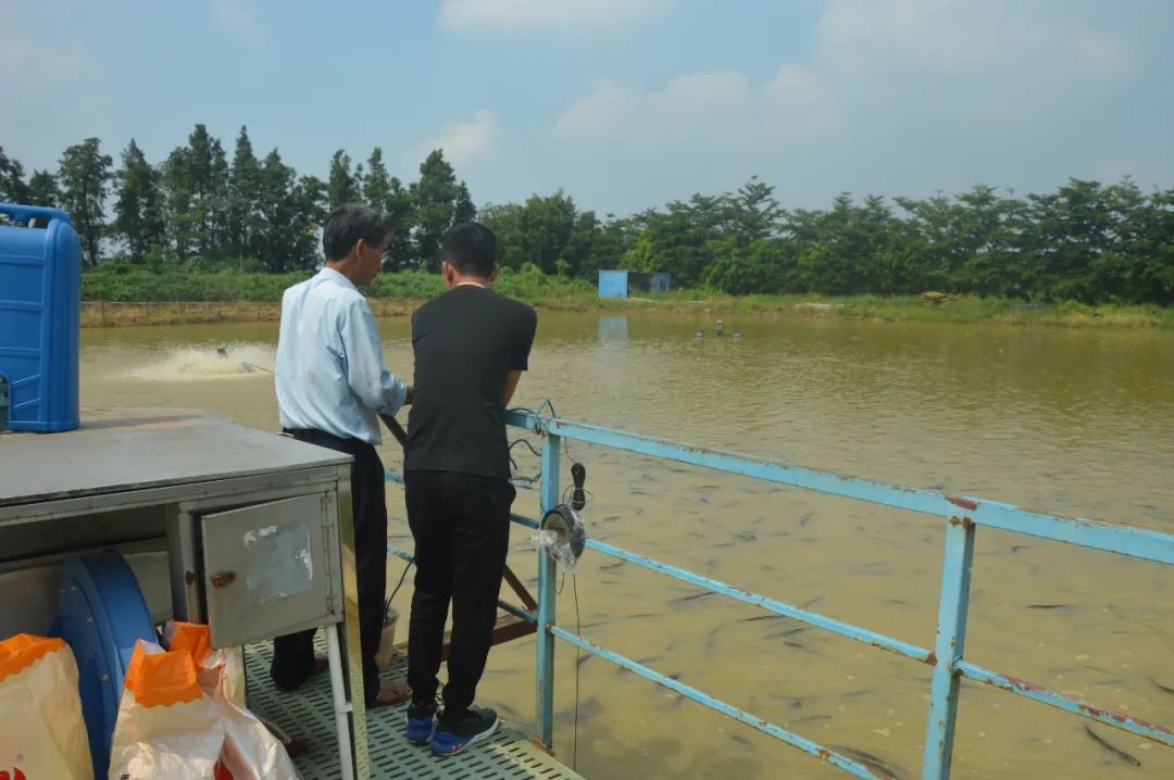 学生党养鱼新手入门技巧,养鱼技术与饲料配方大全