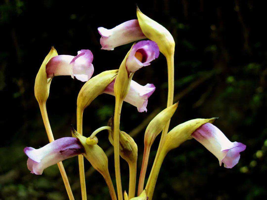 芦苇丛里的寄生植物 (芦苇是宿根植物吗)