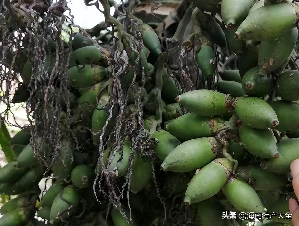 海南槟榔生果价格今报,2023年海南槟榔价格