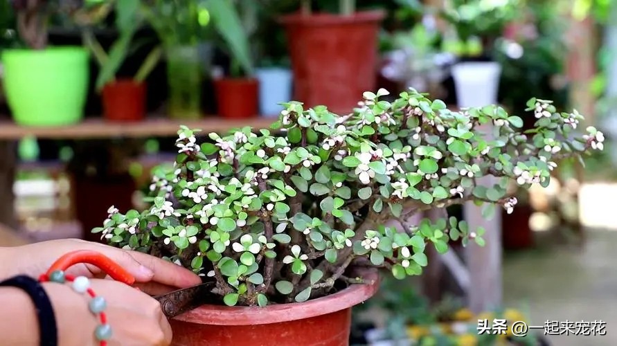 金枝玉叶盆景寓意大全欣赏,金枝玉叶老盆景怎么养