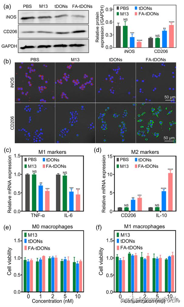 DNA也能清除炎症？类风湿性关节炎中的DNA折纸结构的靶向递送策略