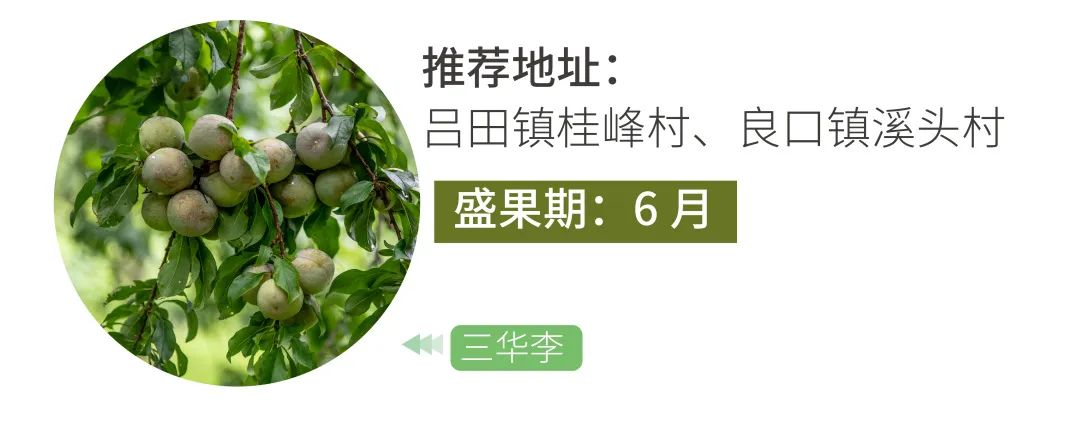 从化摘果攻略,从化摘水果攻略