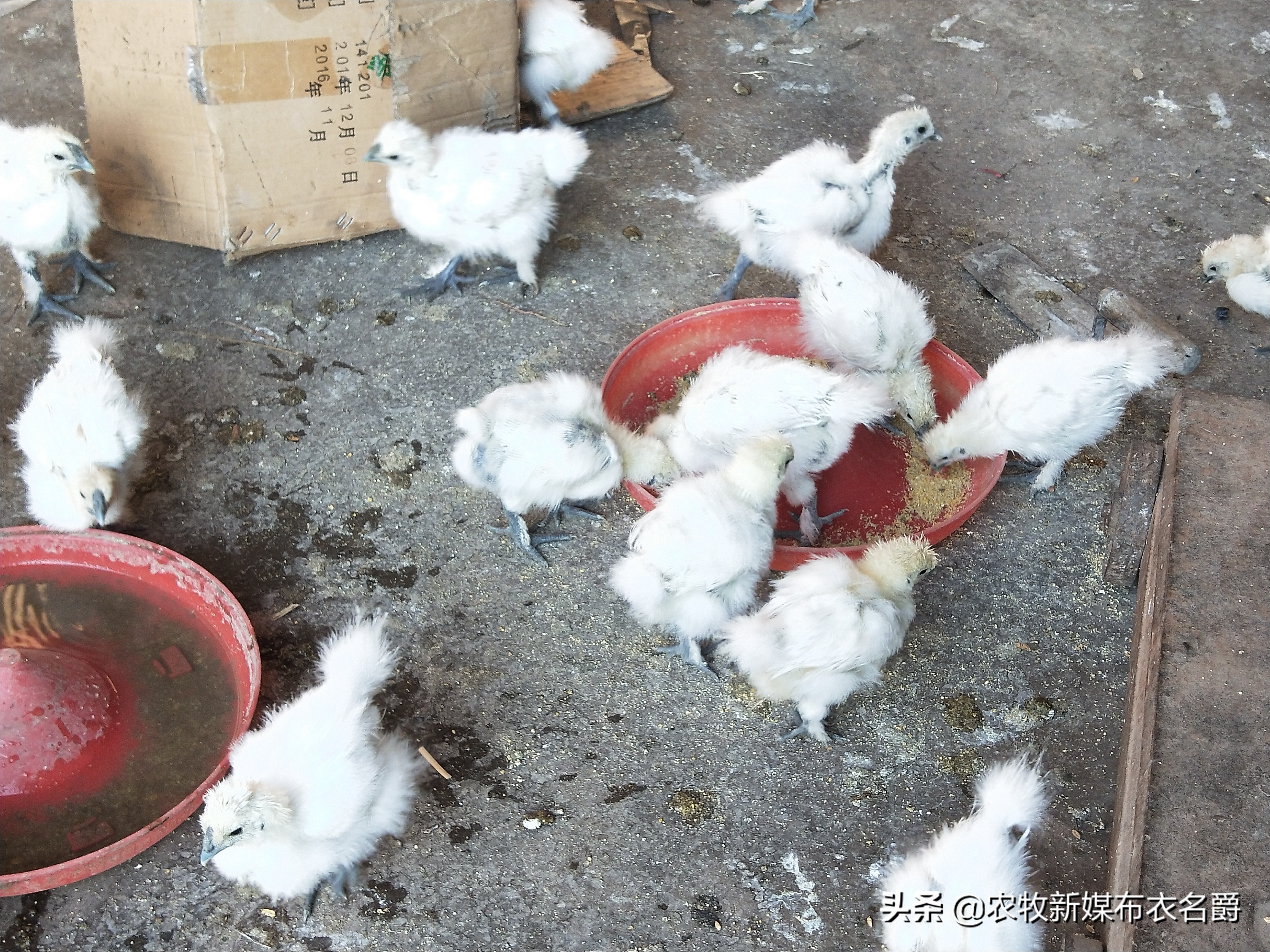 鸡大肠杆菌病用啥中草药饮水,中药治疗鸡大肠杆菌效果怎么样