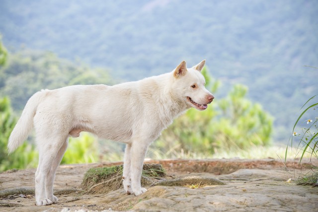 养殖5000只土狗赚钱吗,天津肉狗养100只土狗利润多少