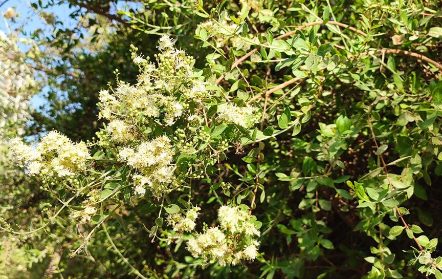 迪拜适合养什么植物,迪拜常见花草