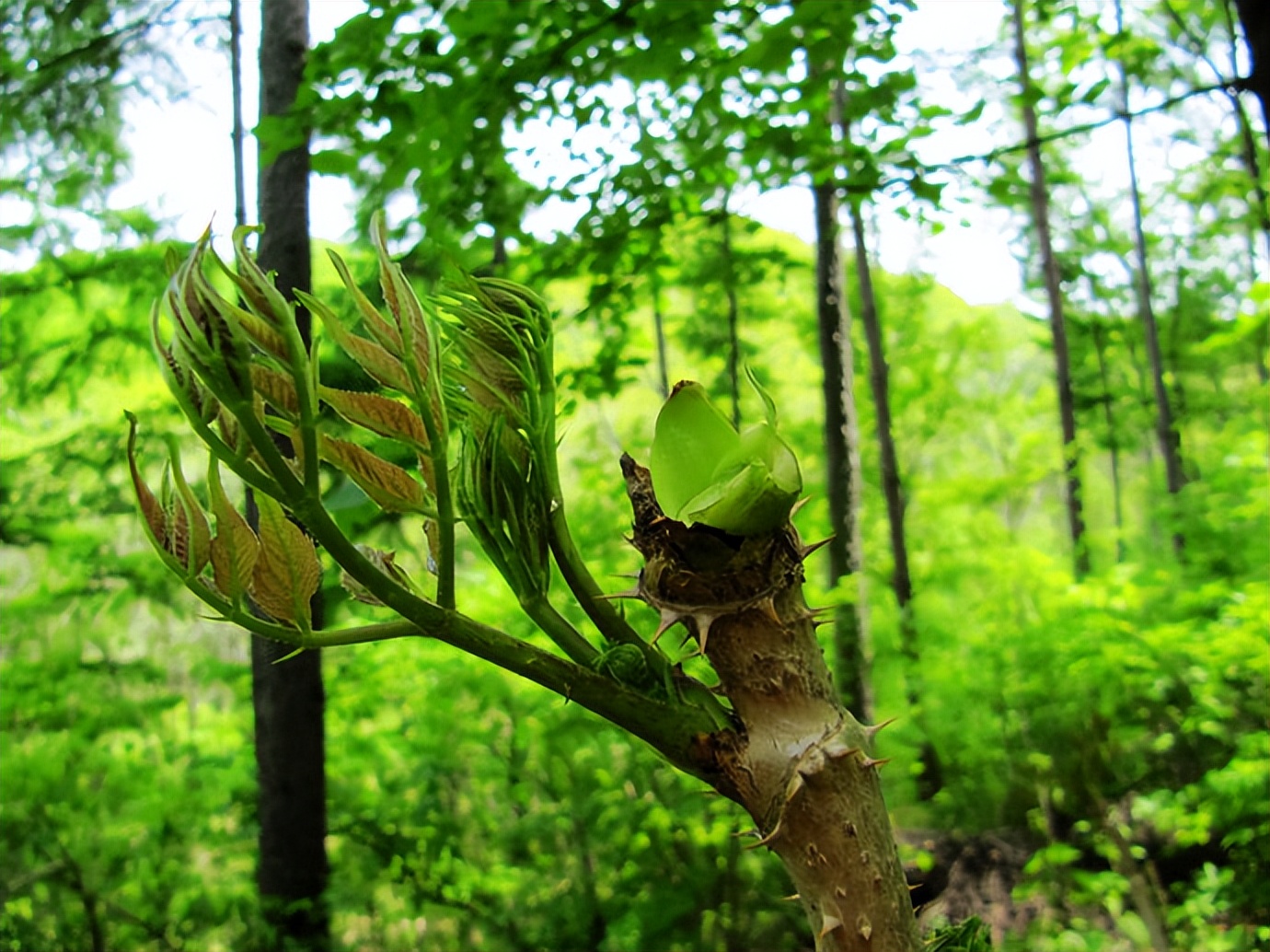 春天挖野菜图片大全,最全野菜图集63种野菜大图鉴