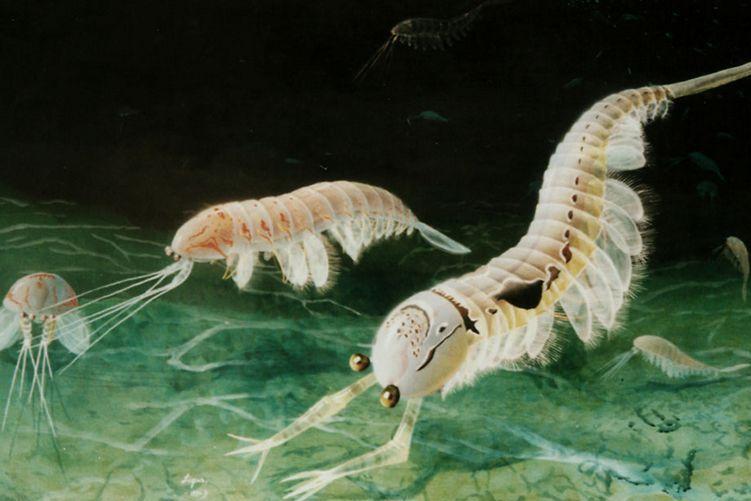 5亿多年前的“四不像”麒麟虾,为什么成为了进化论的又一实锤