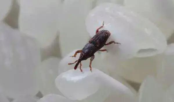 谷象的特征习性,农村谷堆的图片有吗