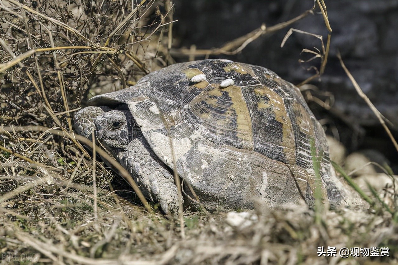 乌龟的假死状态是怎样的,如何判断乌龟在冬眠还是死了