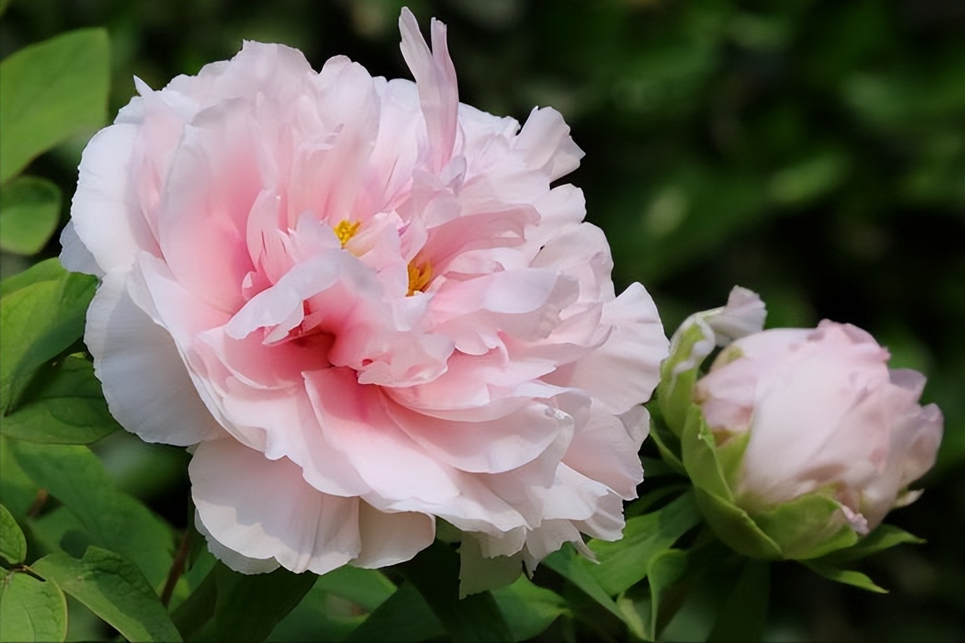 牡丹花古诗100幅,牡丹花娇艳古诗