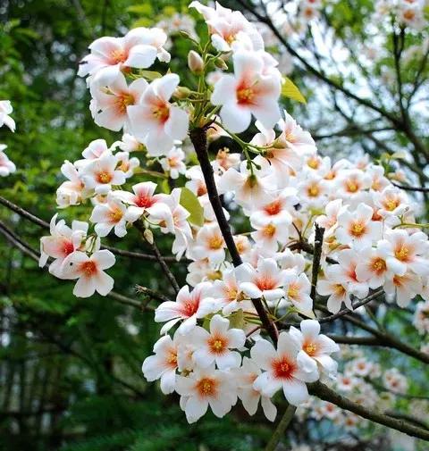 油桐：人间“五月雪”，抗日英雄今记否？